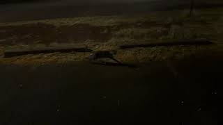 IMG 0001