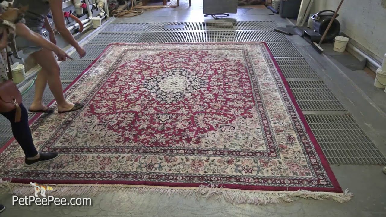 THROUGH cleaning process to remove urine odor from On Oriental rug