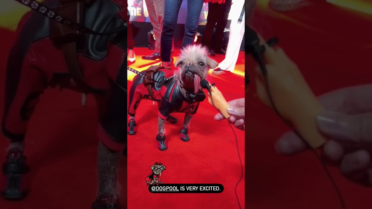 Interview Dogpool on the red & yellow carpet for ‘DEADPOOL & WOLVERINE’ 