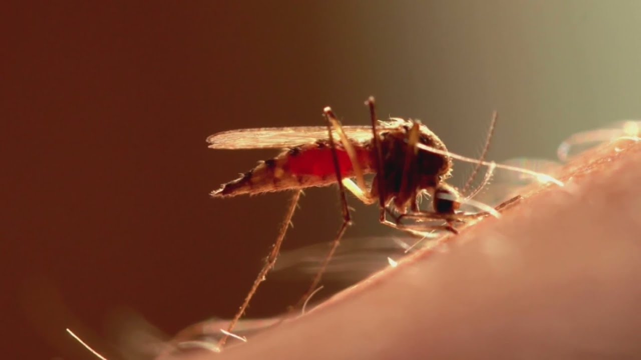 Here's why Minnesota's mosquito season will be so intense this year YouTube