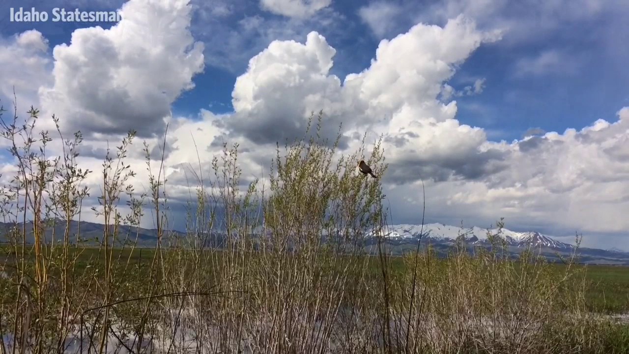Camas Prairie Centennial Marsh Comes alive