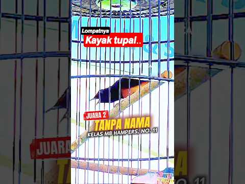 No Name.. ๐ฅโผ๏ธ #erdekicau #juragan #tupai