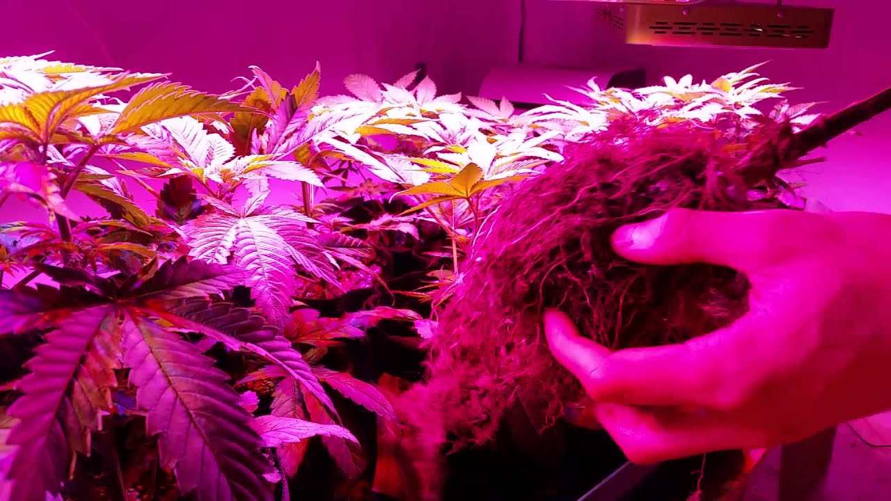 Pmgrowers - Growing Marijuana Indoors - airpots