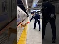 犬が始発に滑り込もうとして駅員に怒られてる🐶1