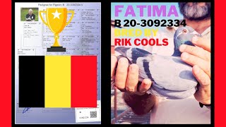 B 20-3092334 ♀ 🇧🇪 FATIMA, bred by RIK COOLS 🏆