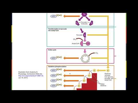 Summary of steps of cellular respiration