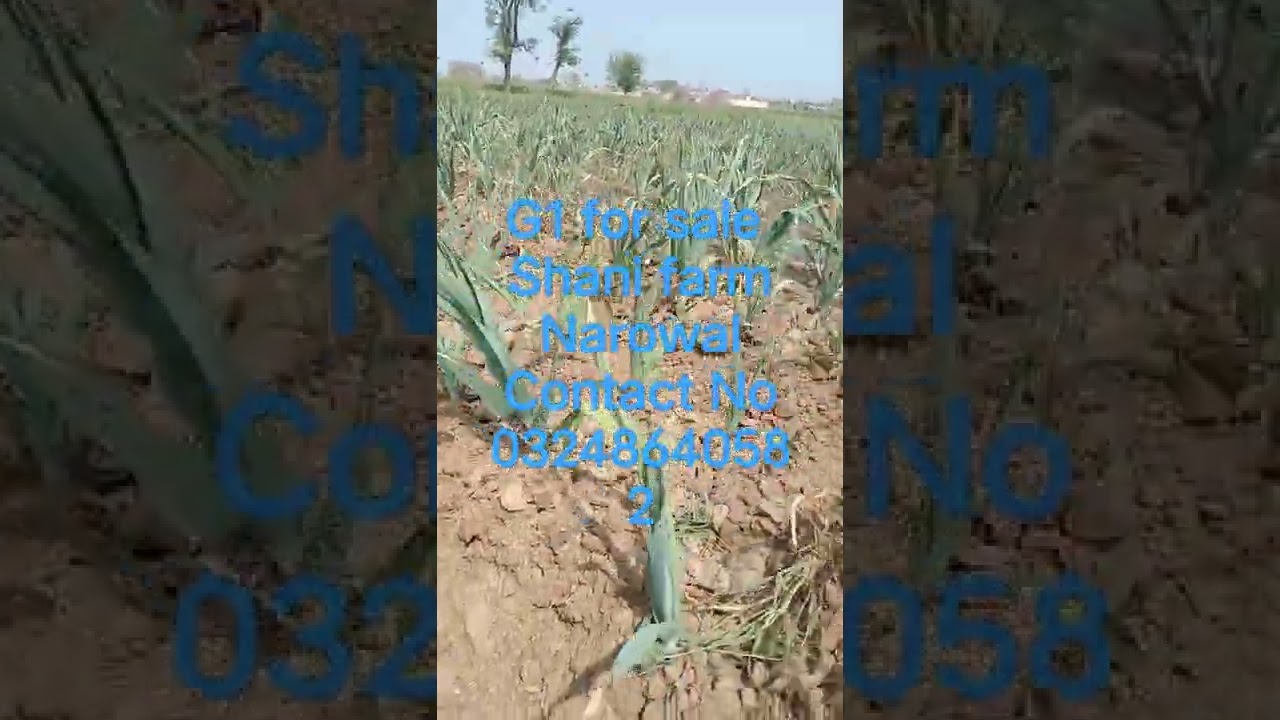 G1 Garlic seed available for sale