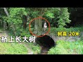 湖南郴州大山里，一石桥上长出一棵20多米高的大树，真不简单！