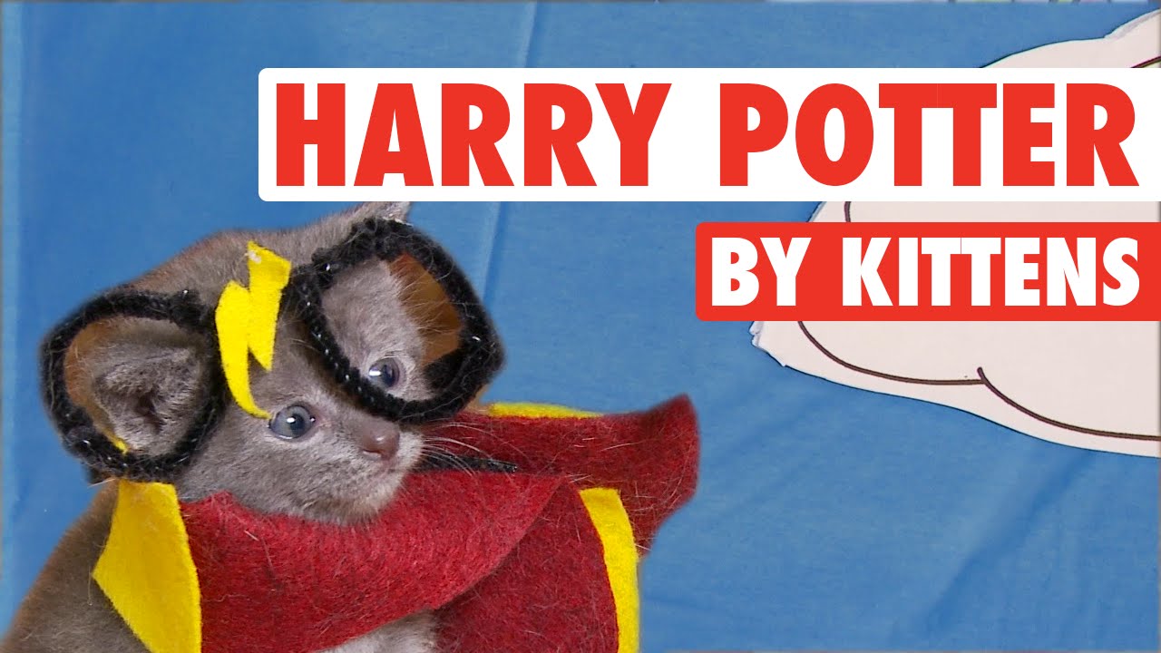 All 8 Harry Potter Movies By Kittens In 7 Minutes Youtube