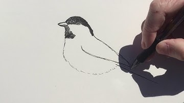 QUARANTINE DOODLE CLUB — Episode 6: How to Draw a Black-Capped Chickadee!