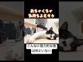 ブラッシング上級猫すぎて飼い主はブラシをひたすら動かすだけ #ハチワレ #ばんくん #shorts
