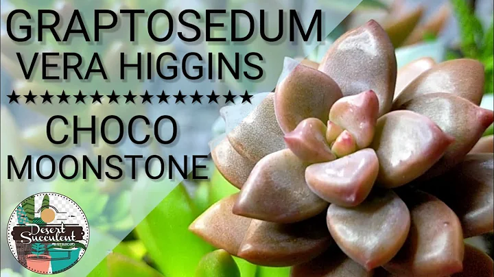 16/100 Choco Moonstone Graptosedum Vera Higgins Su...