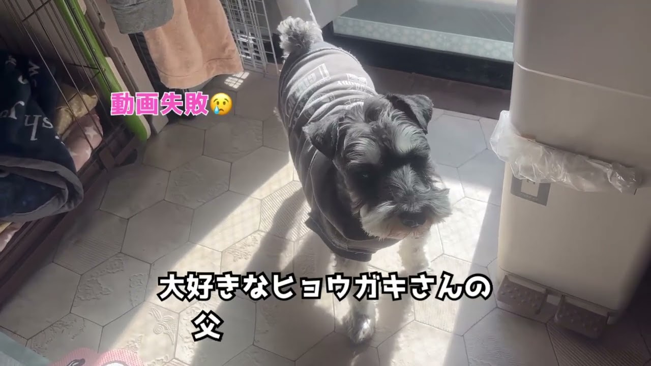 氷河期さんとシュナウザー