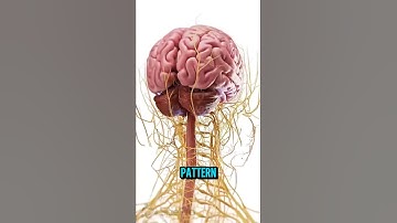 Mind Uploading: Elon Musk’s Plan for Immortality