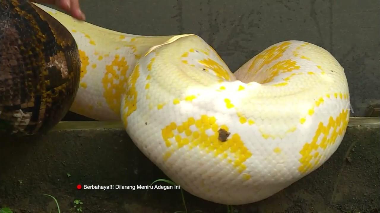 Opel Corsa D dagi podshipniklarni almashtirish