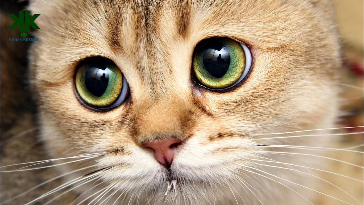 Милые глаза животных. Милые глаза животных