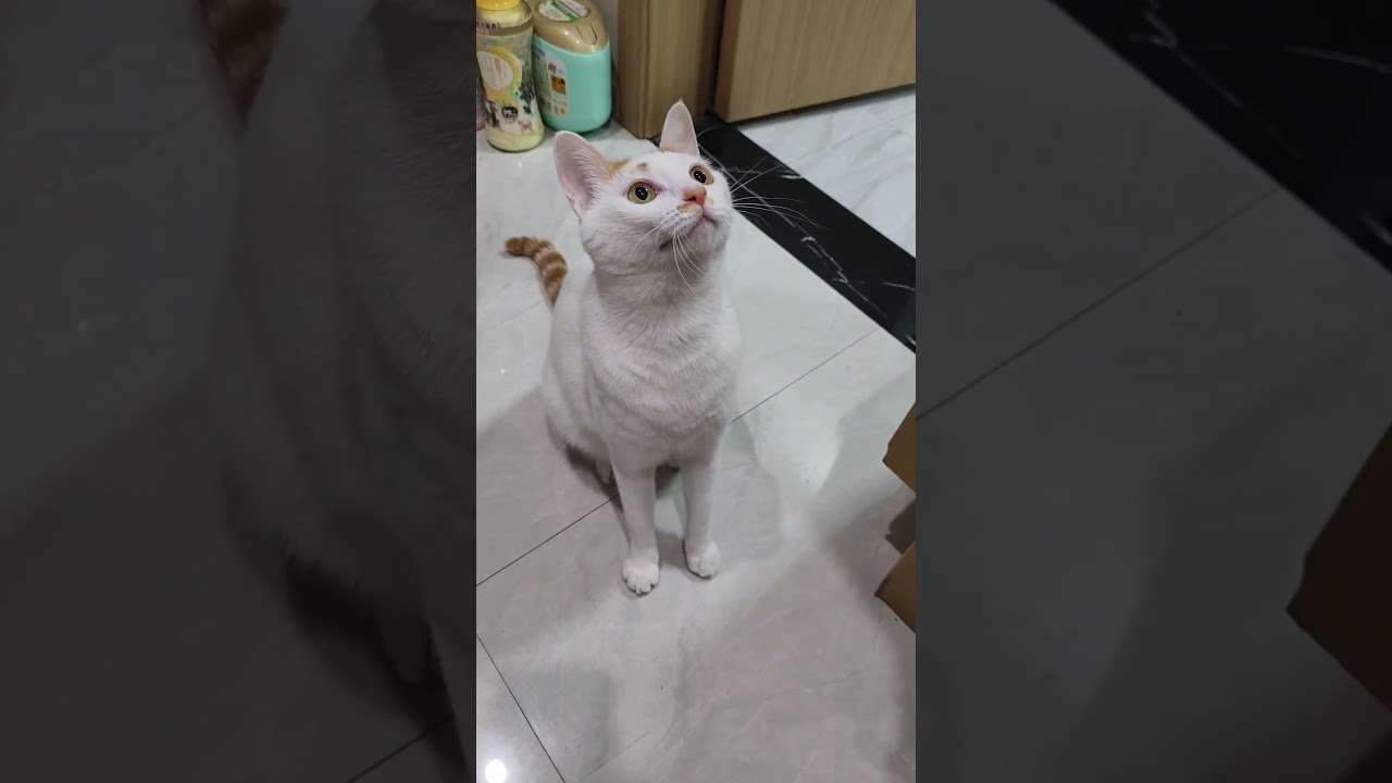 The apex predator in her natural habitat... 🐯