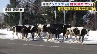 放牧中の牛10頭…脱走の原因は”連日の大雪” 牧場関係者「柵の高さまで雪が積もり」  (21/03/04 19:15)