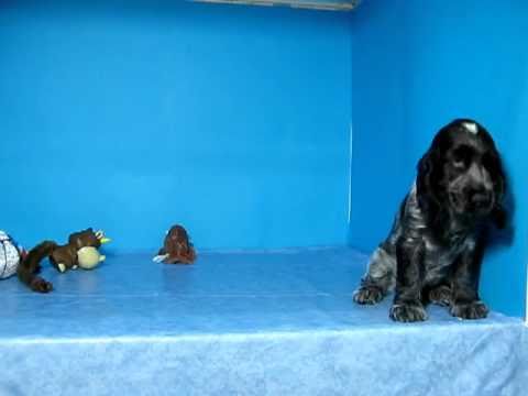 Cocker Ruano Macho STA REF:178 27 - YouTube