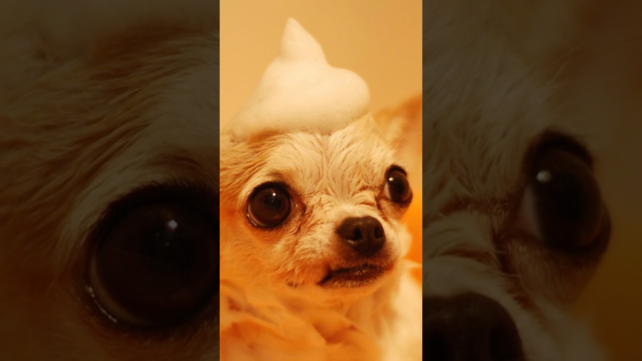 Gentle Souls Relaxing Dog Moments Calm music for peace and relaxation