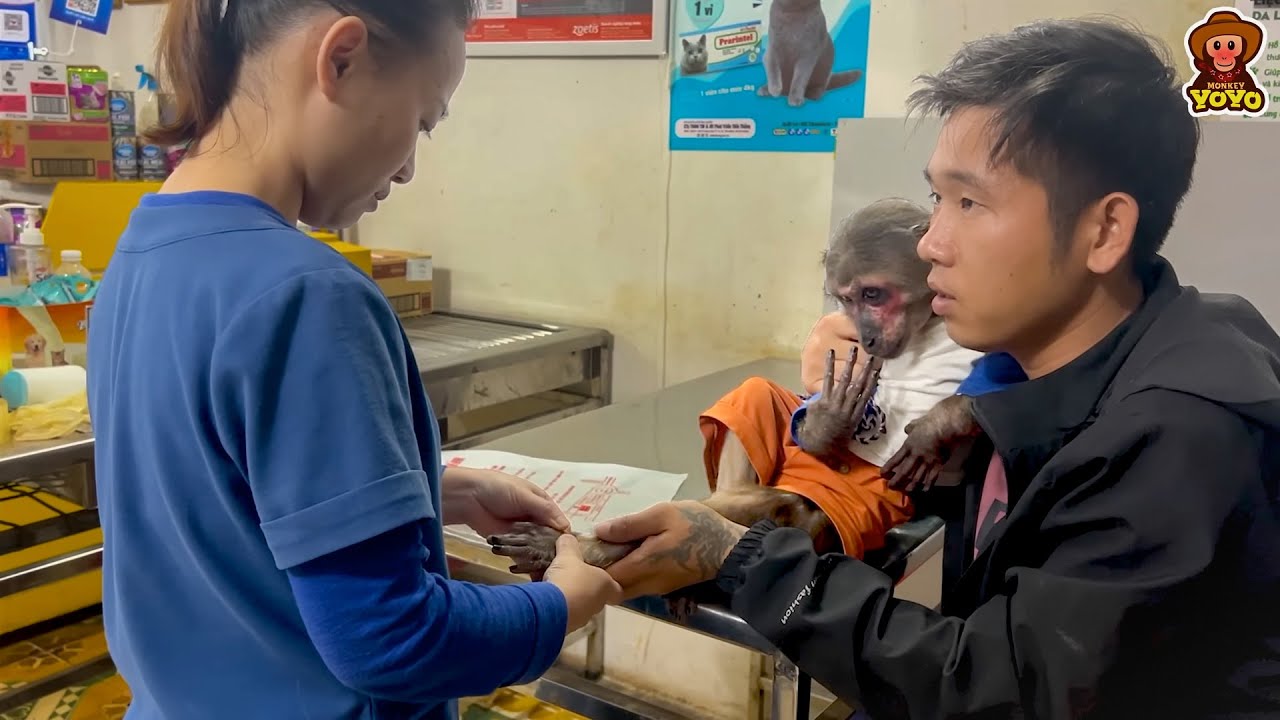 Dad takes YoYo JR to the vet for a checkup then take him go to eat