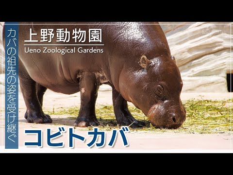 The pygmy hippopotamus, one of the three most rare animals in the