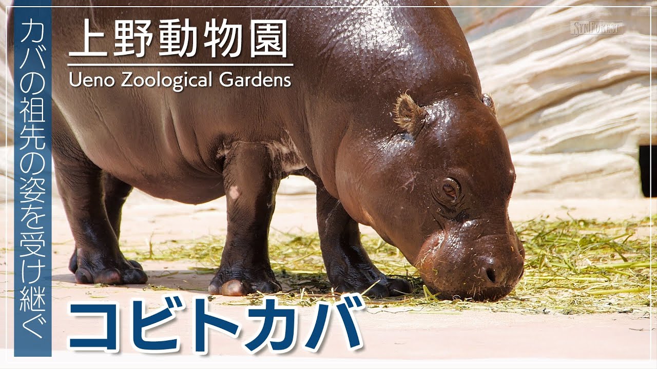 The pygmy hippopotamus, one of the three most rare animals in the