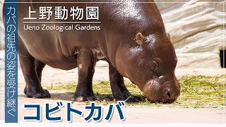 The pygmy hippopotamus, one of the three most rare animals in the