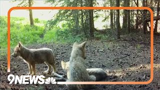 3 new wolf packs confirmed in Colorado