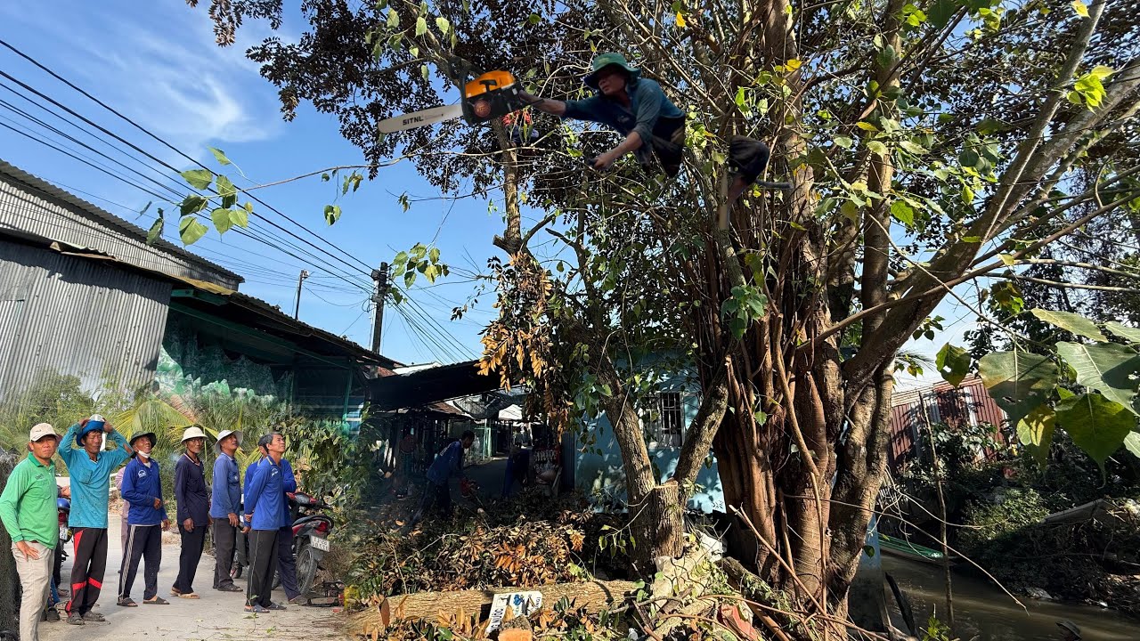 Nhóm Thiện Nguyện Cưa Cây Bồ Đề Và Cây Vú Sửa. Chợt Chân Té Từ Trên Cao Xuống (Phần 1)