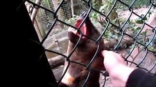 Funny Rescued Tayra Loves To Get A Scratch