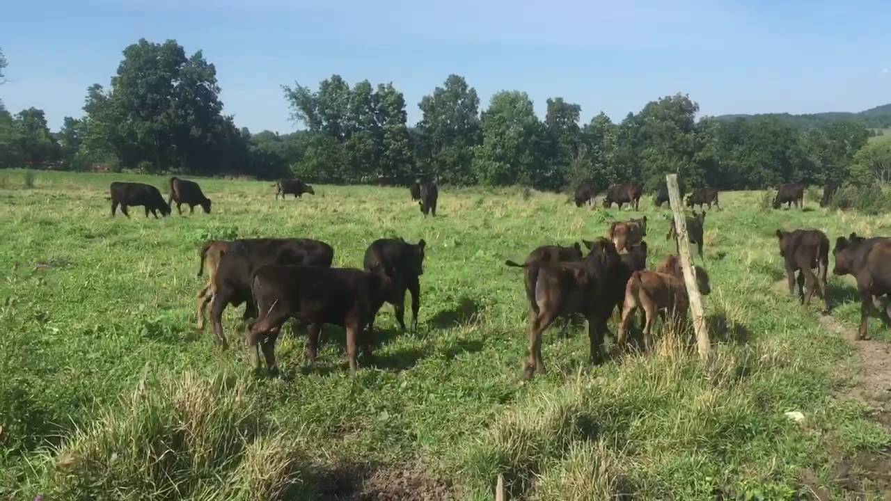 2016 Calves in July 2016 at in Fort Ann, NY YouTube