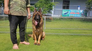 Xuất Chuồng Cặp Đực Cái Chó Becgie Đức Trưởng Thành