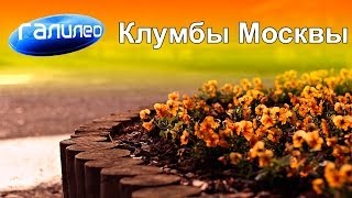 Галилео. Клумбы Москвы.