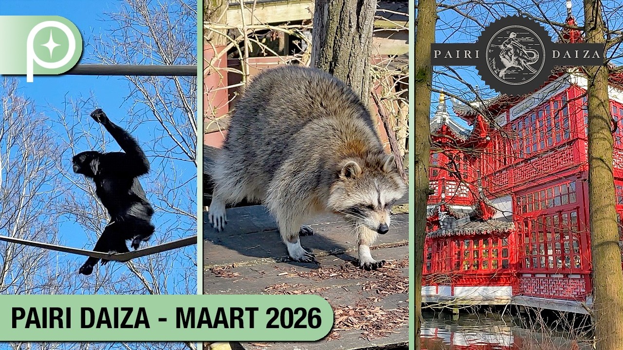 🐵 Pairi Daiza 2025 | A visit in March 🌞