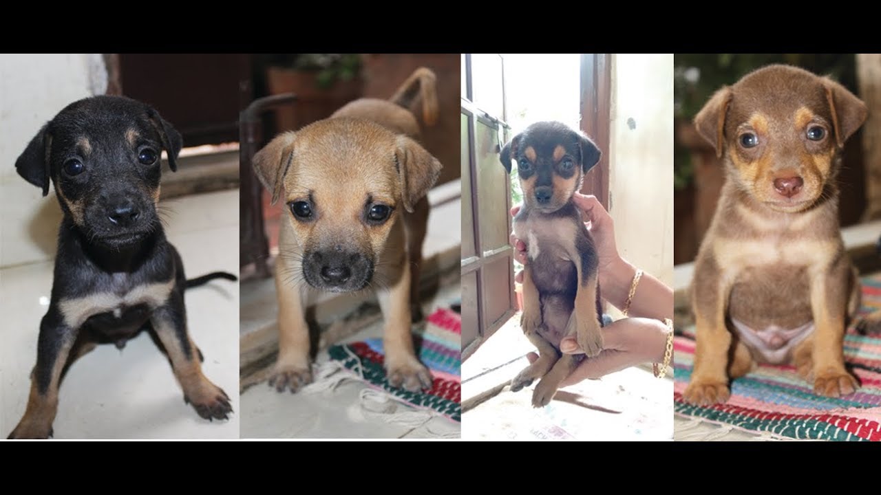 Growing stray puppies Day 1 to 60 Mumbai YouTube