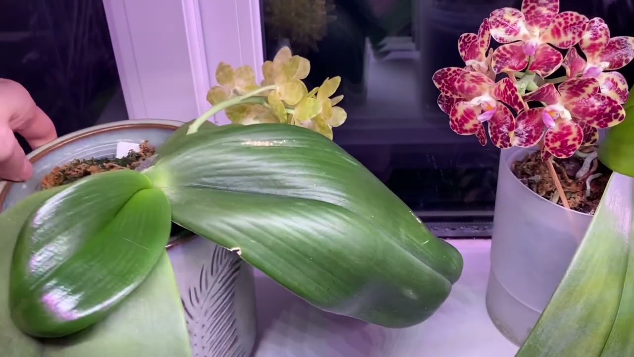 Phal.Gigantea alba