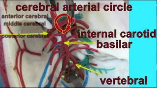 AP2_1_BLOOD VESSEL PATHWAY FROM HEART TO BRAIN