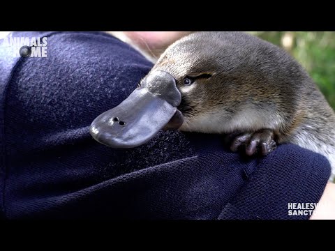 Meet Storm our new baby Platypus