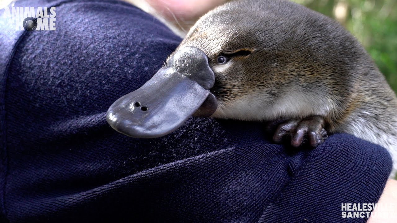 Meet Storm Our New Baby Platypus Youtube