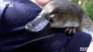 Meet Storm Our New Baby Platypus Youtube