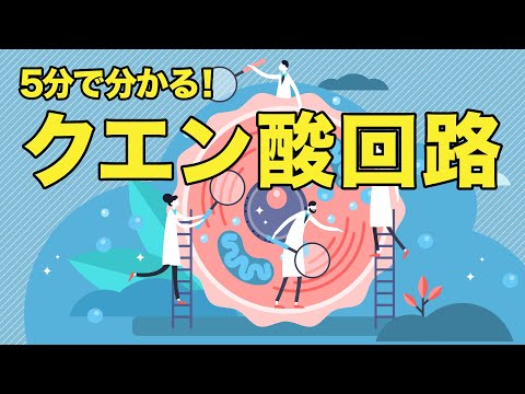 誰でも分かる クエン酸回路 | 管理栄養士が解説【ビーレジェンド プロテイン】