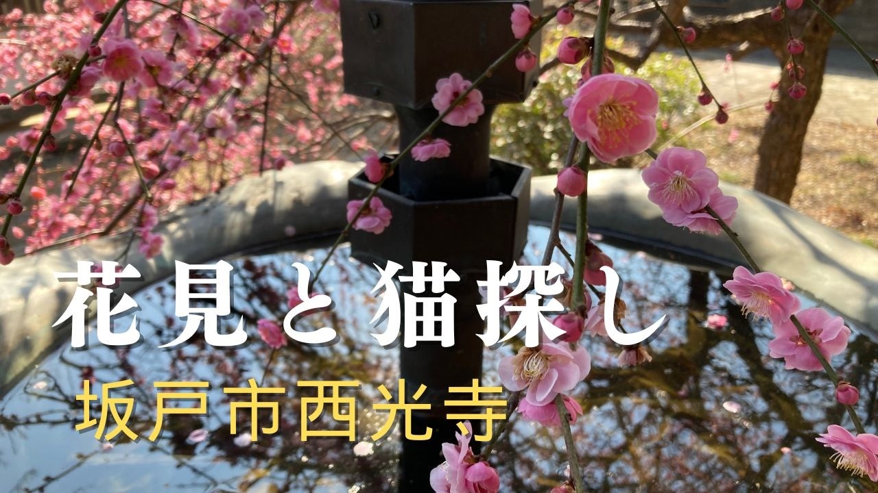 梅の花見と猫探し 坂戸市西光寺