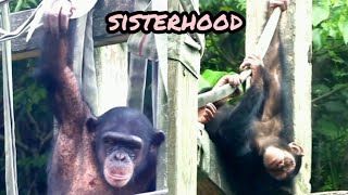 兩姐妹??Chimpanzee Daily|Taipei zoo黑猩猩 animals 台北市立動物園  @hellochimpazeetv