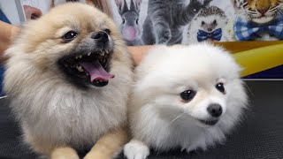 POMERANIAN || Lovely Pomeranian Sibling on their first Grooming by Ser ErickRL 60 views 1 year ago 1 minute, 29 seconds