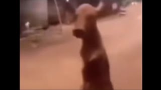 Download Lagu Top 5 Rapapa Rapapa MP3