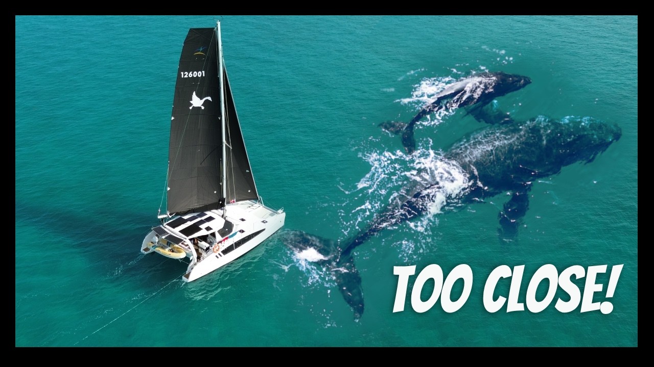 Мы чуть не столкнулись с китом! | Sailing Tonga