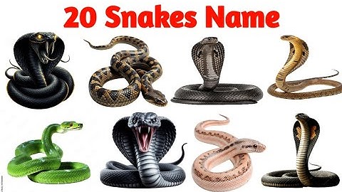 ✅ Learn Snakes Name | Top 20 Snakes for Kids 🐍🐍