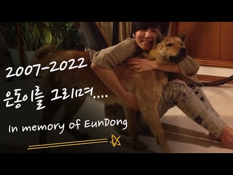 IN MEMORY OF EUNDONG ( 은동이를 그리며.... ) 2007~ 2021 / NOVEMBDER TANGO by KIHWA ( HARP )하피스트 기화