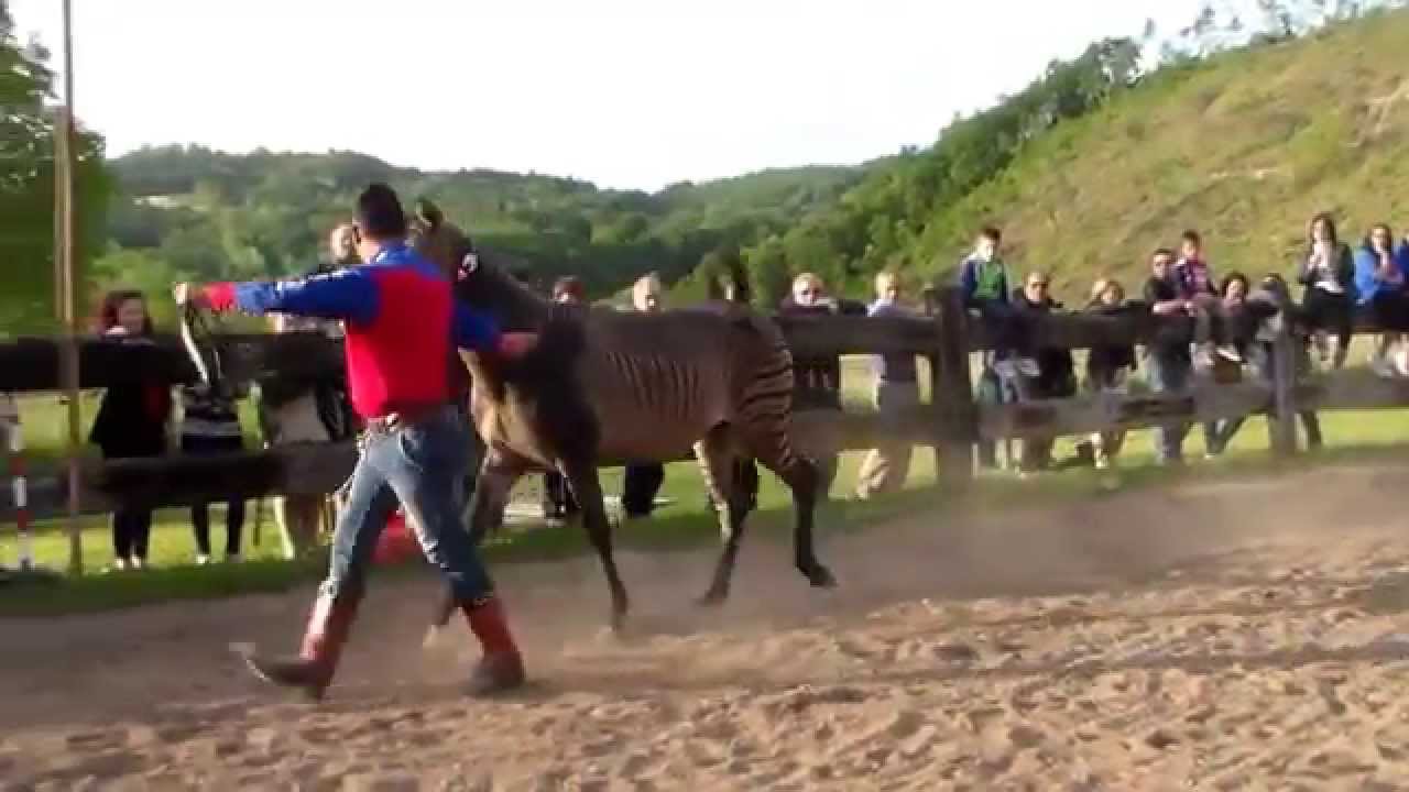 Il Piccolo Ranch Montella 2015 - YouTube